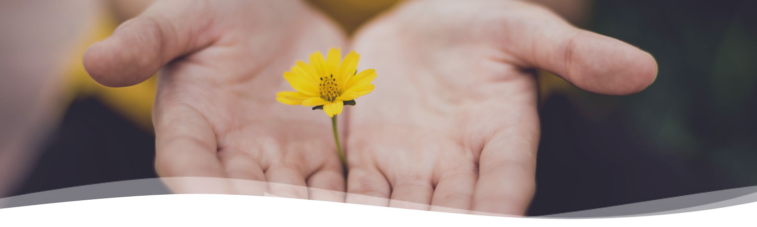 two hands holding a yellow flower